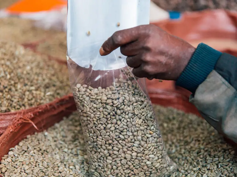 Green coffee being bagged by hand