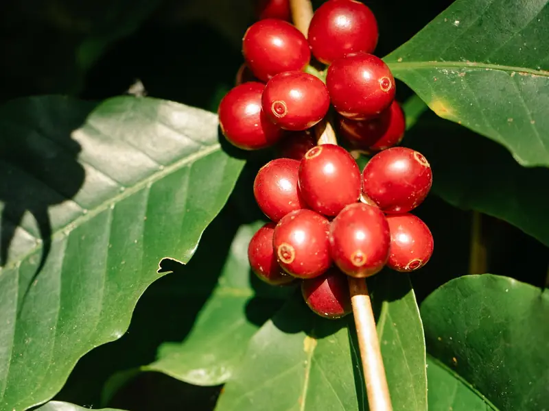 Red coffee cherries on the branch